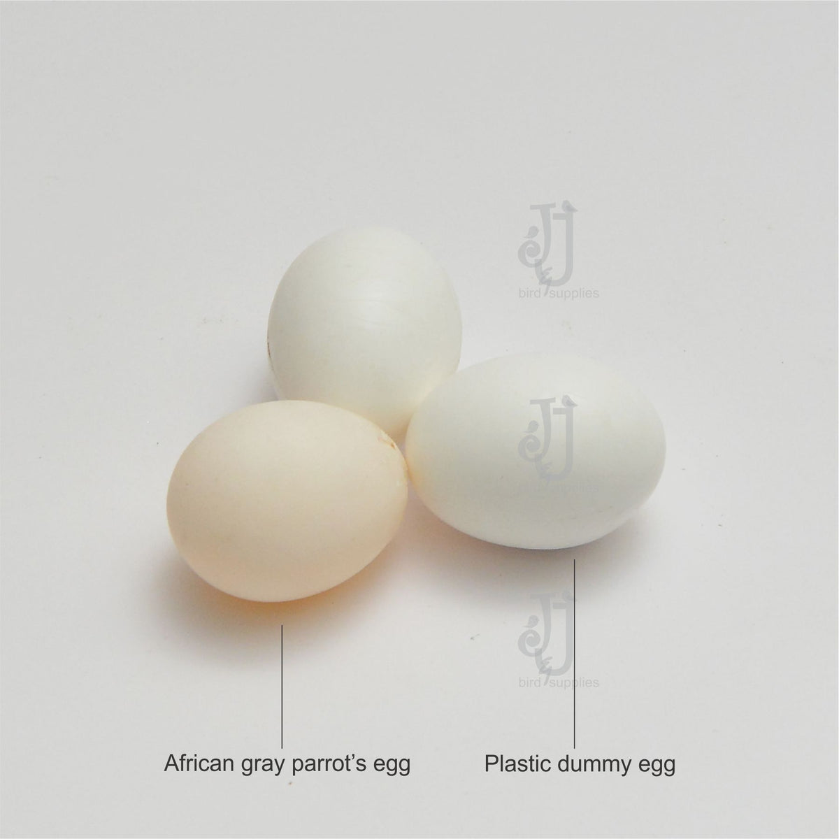 Parrot Dummy Eggs.